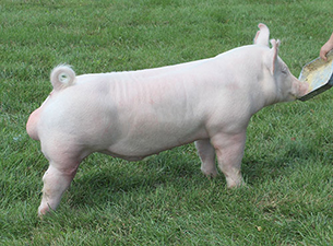 CLASS WINNING YORKSHIRE BOAR – 2018 Indiana State Fair