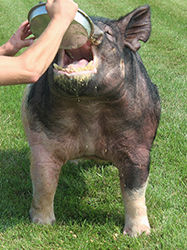 daddysmoney_chest Crown Him Grand dam