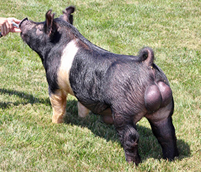 Dirty Move Dirty Move