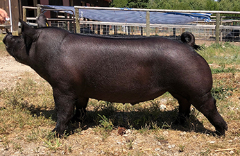 GRAND CHAMPION – 2018 Western Montana Fair