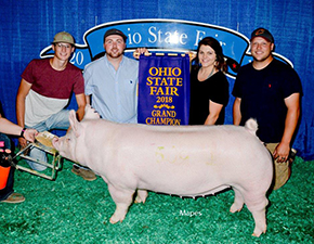 GRAND CHAMPION OVERALL – 2018 Ohio State Fair Open Yorkshire Show