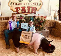 GRAND CHAMPION BARROW – 2018 Amador County, CA