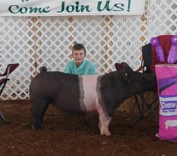 GRAND CHAMPION BARROW – 2018 Harrison County, IN