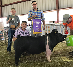 GRAND CHAMPION – 2018 Berrien County, MI
