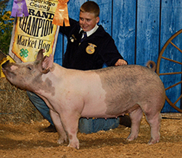 GRAND CHAMPION MARKET HOG – 2018 Doddridge County, WV