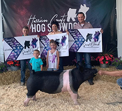 GRAND OVERALL MARKET HOG – 2020 Harrison Co Showdown, OH
