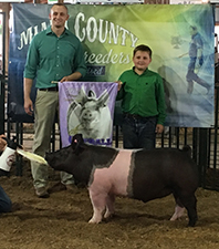 4TH OVERALL BARROW – 2018 Miami Co. Fair – Born & Raised