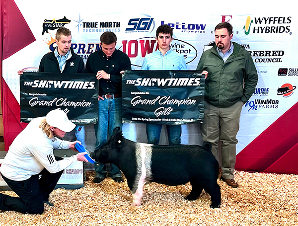 CHAMPION OVERALL BREEDING GILT – 2023 ISU B&B Spring Show, IA