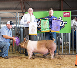 CHAMPION CROSSBRED, 3RD OVERALL JR MARKET BARROW – 2018 North Carolina State Fair