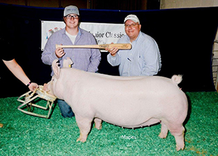 NSR HOG COLLEGE YORKSHIRE GILT, CHAIRMAN’S CHOICE SELECTION – 2018 NSR National Barrow Show