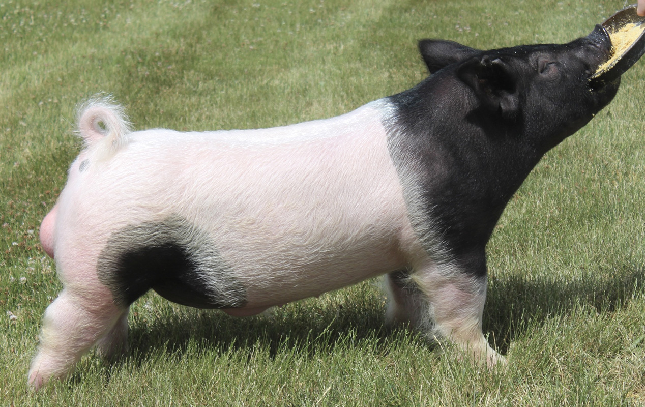 Play Action Play Action