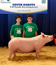RESERVE CHAMPION YORK BARROW – 2018 SD State Fair Open Show