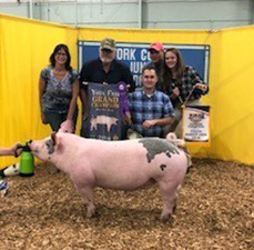 GRAND CHAMPION -2018 York Fair, PA