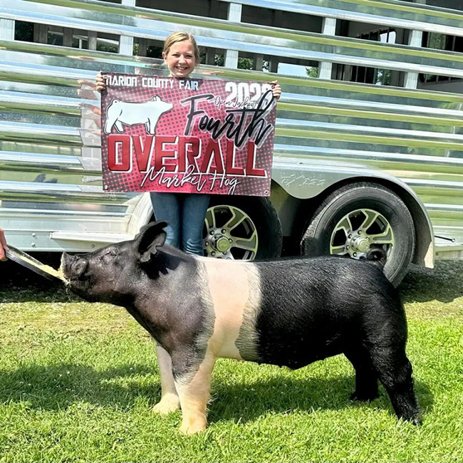 4TH OVERALL MARKET HOG – 2023 Marion County Open Show, OH