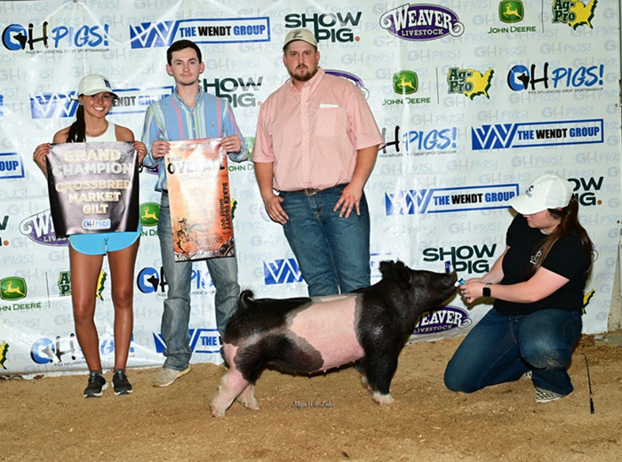 3RD OVERALL MARKET HOG,  CHAMPION MARKET GILT, BOTH DAYS – 2024 Darke County Shootout Jackpot Show, OH