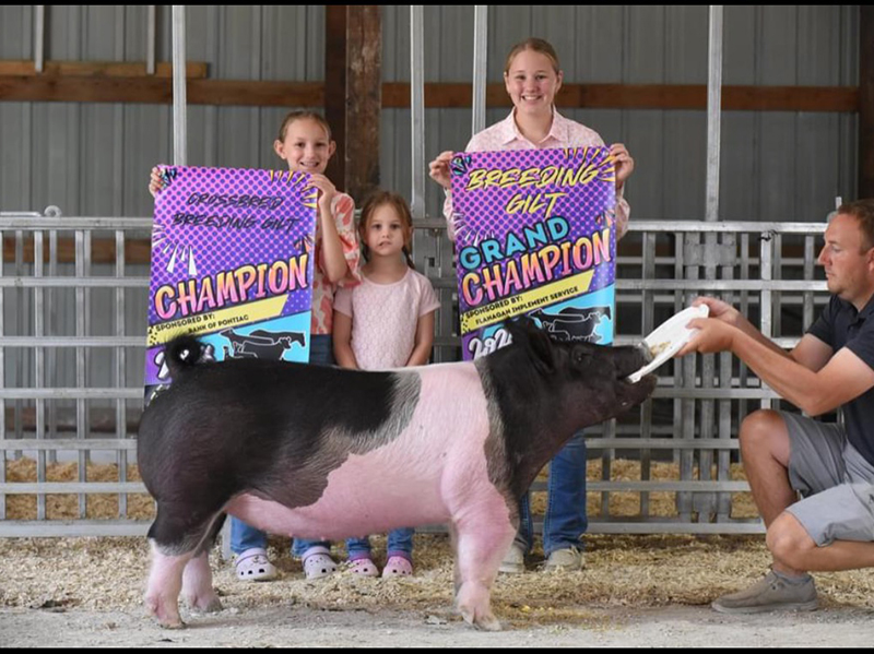 GRAND CHAMPION GILT, 2024 Livingston County, IL