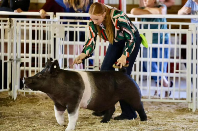 GRAND CHAMPION OVERALL BARROW, 2024 Clare County, MI