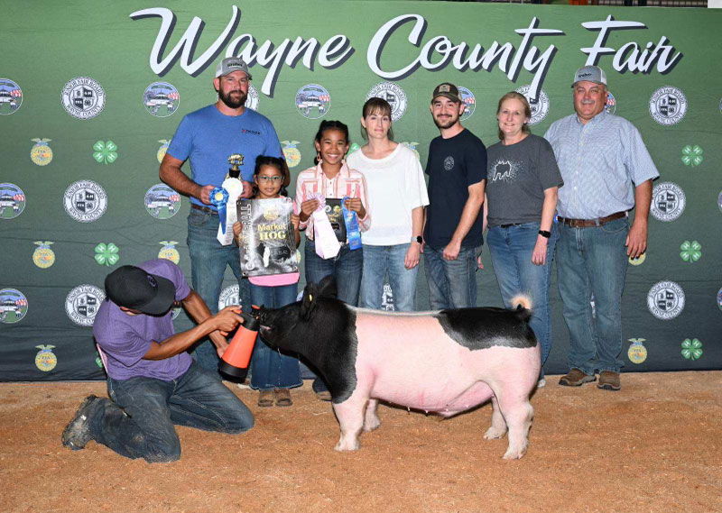 3RD OVERALL BORN AND BRED,  2024 Wayne County Fair, OH