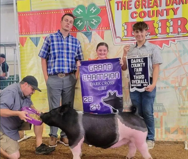 3RD OVERALL BREEDING GILT,  2024 Darke County Fair, OH