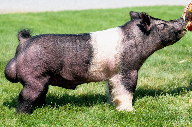 mpblures wild boar SR③ Current Sires – Hi Point Genetics