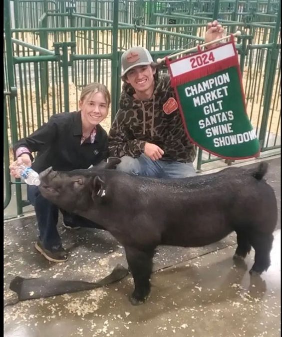 GRAND CHAMPION MARKET GILT, 2024 Santa’s Swine Showdown, IN