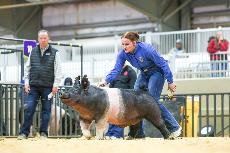 GRAND CHAMPION HAMP BARROW, 2024 Tulsa State Fair