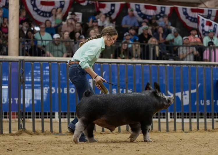 GRAND CHAMPION BERKSHIRE,  2025 Rodeo Austin, TX