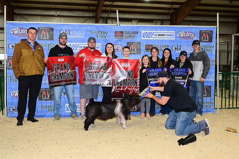 GRAND OVERALL MARKET HOG –  RING A, SUNDAY, RESERVE DARK CROSS RING B – Saturday ,  2025 Battle Of The Buckeye, OH