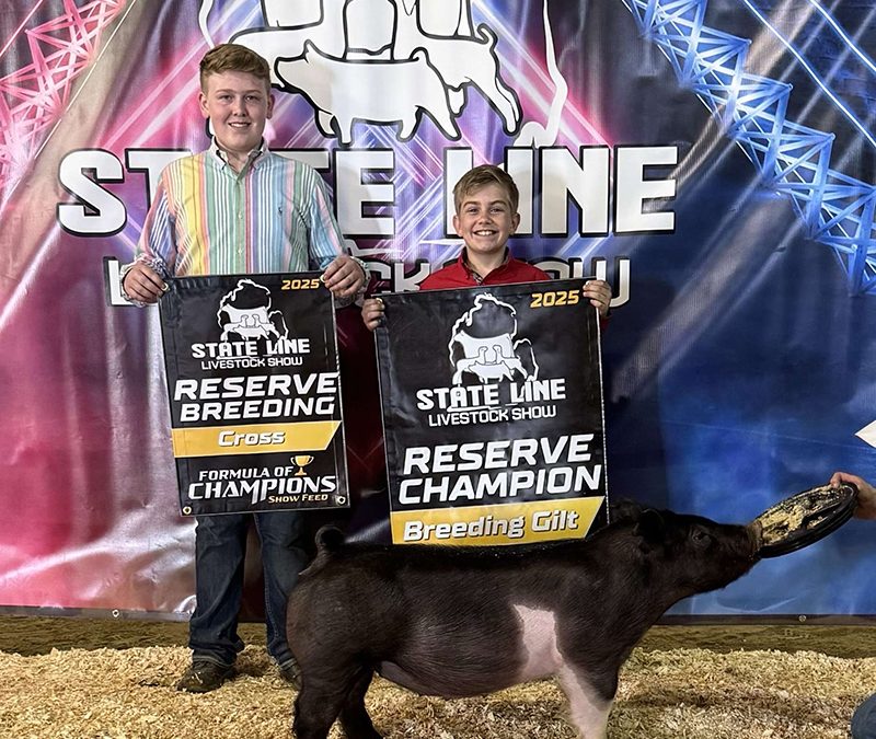 RESERVE CHAMPION BREEDING GILT,  2025 State Line Livestock Show, MI