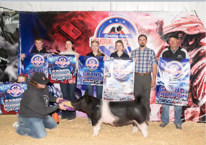 GRAND CHAMPION BREEDING GILT, 2025 Darke County Shootout, OH