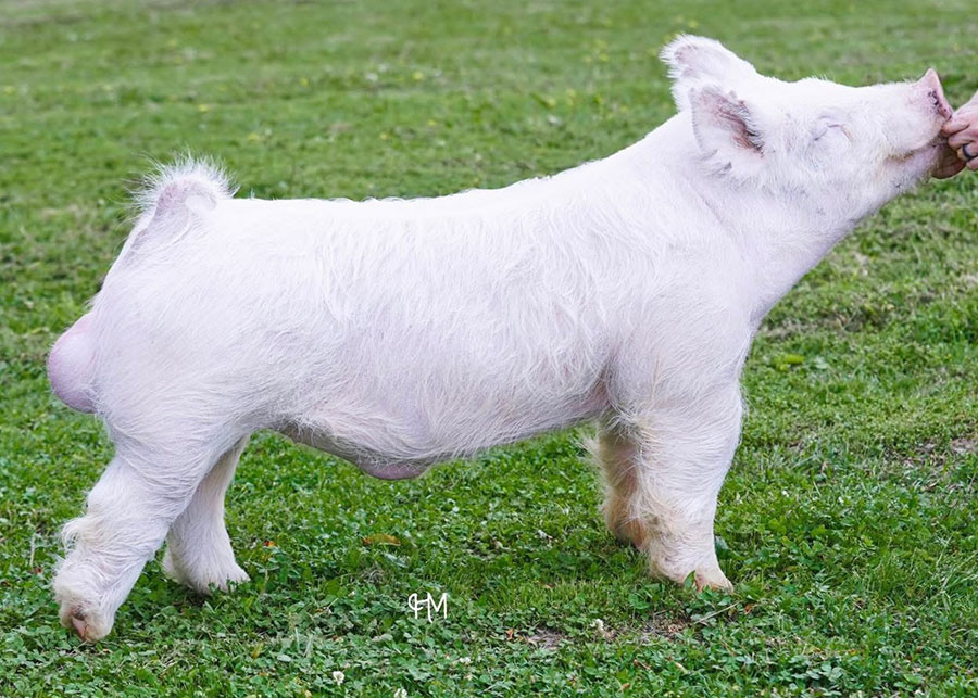 Sires - Genetic Edge