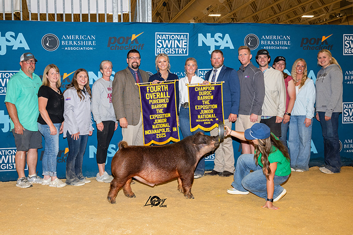 CHAMPION DUROC BARROW & 4TH OVERALL PUREBRED BARROW, 2025 The Exposition, IN