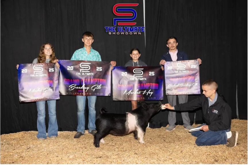 GRAND CHAMPION OVERALL BREEDING GILT & MARKET GILT, 2025 The Ultimate Showdown, OH