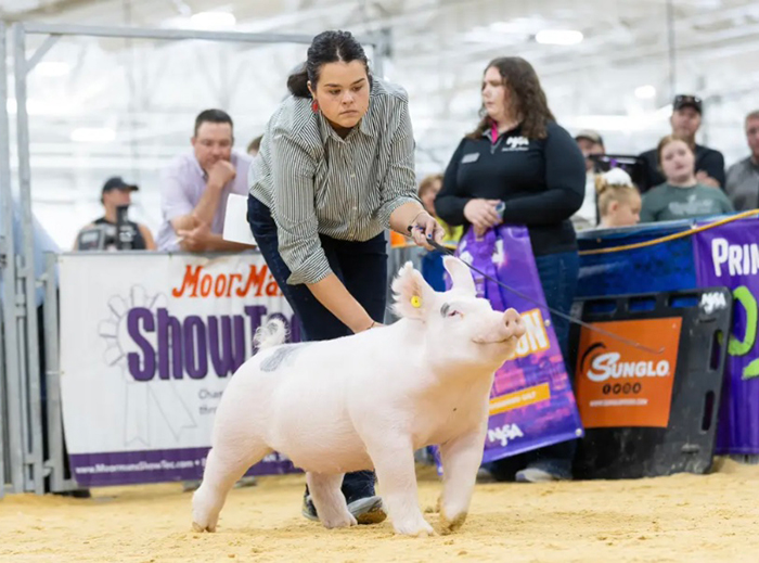 CLASS WINNER LIGHT CROSS GILT, 2025 The Exposition, IN