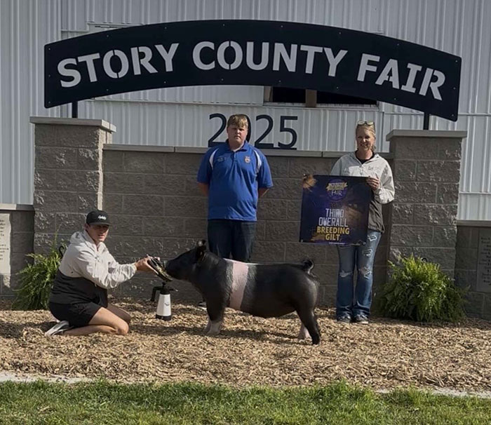 3RD OVERALL BREEDING GILT – 2025 Story County Fair, IA