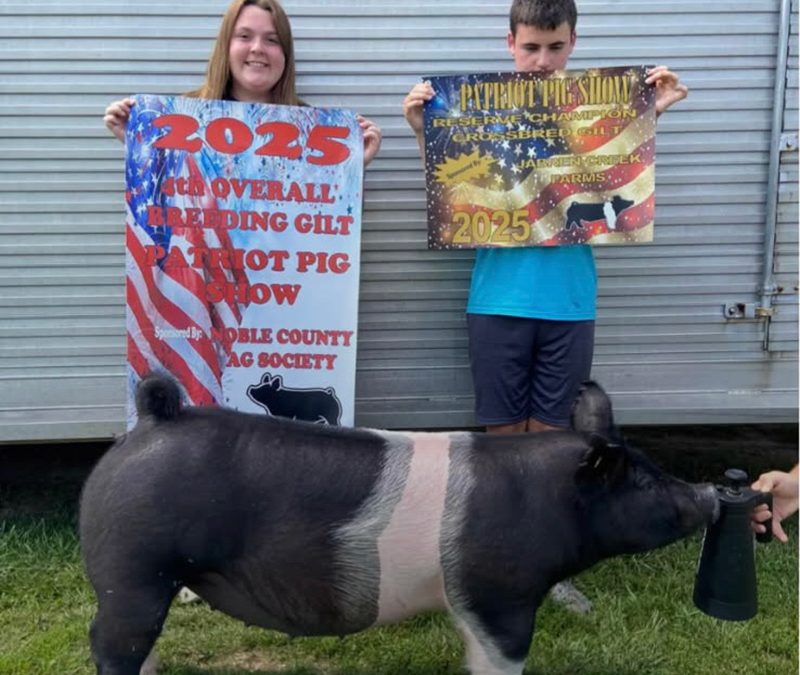 4TH OVERALL BREEDING GILT, 2025 The Patriot Jackpot Pig Show