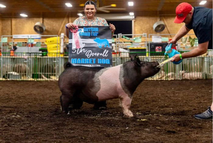 5TH OVERALL MARKET HOG, 2025 Harrison Co Fair, OH