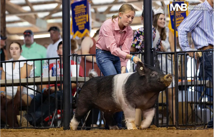 CHAMPION D1 BARROW, 2025 Clinton County Fair, OH