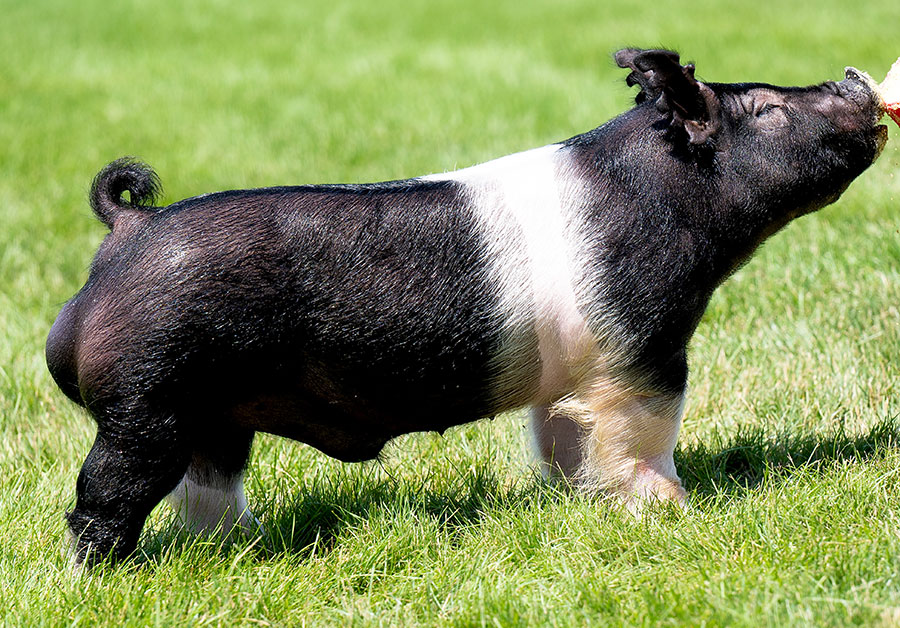 Donkey Kong Donkey Kong