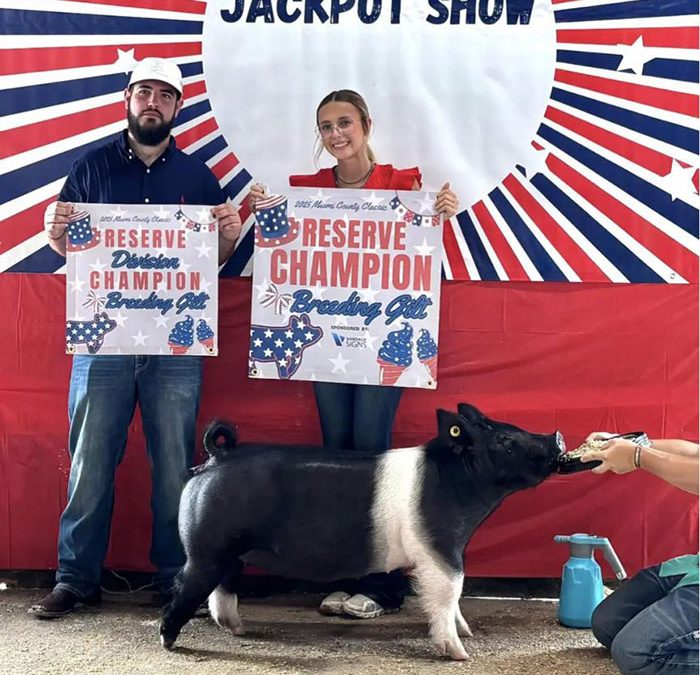 RESERVE OVERALL BREEDING GILT – SATURDAY, 2025 Miami Co Jackpot, OH