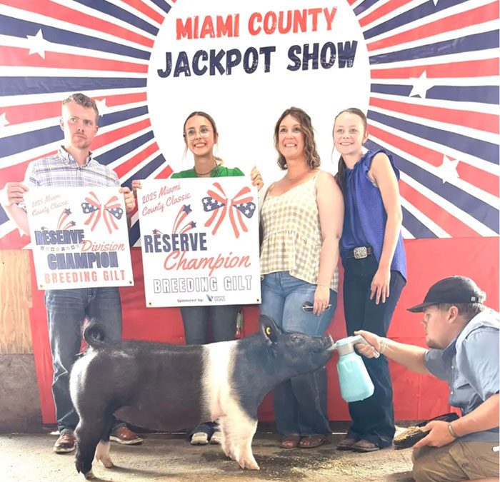 RESERVE OVERALL BREEDING GILT – SUNDAY, 2025 Miami Co Jackpot, OH