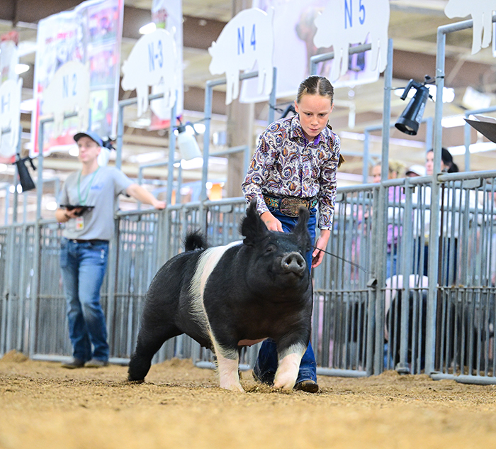 4TH OVERALL D2 DARK CROSSES, 2025 Ohio State Fair Jr. Show