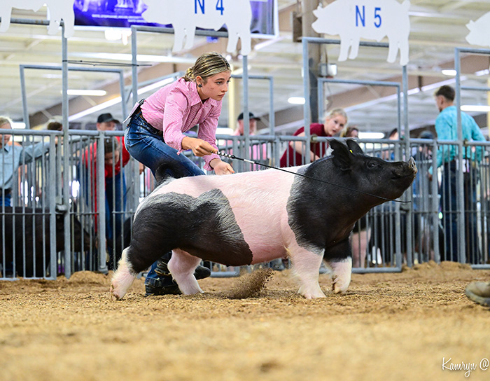 FIFTH DIV. 3 MARKET, 3RD DIV. 3 BREEDING,  2025 Ohio State Fair