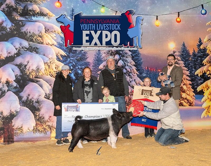RESERVE CHAMPION GILT – 2025 Pennsylvania Youth Livestock Expo, PA