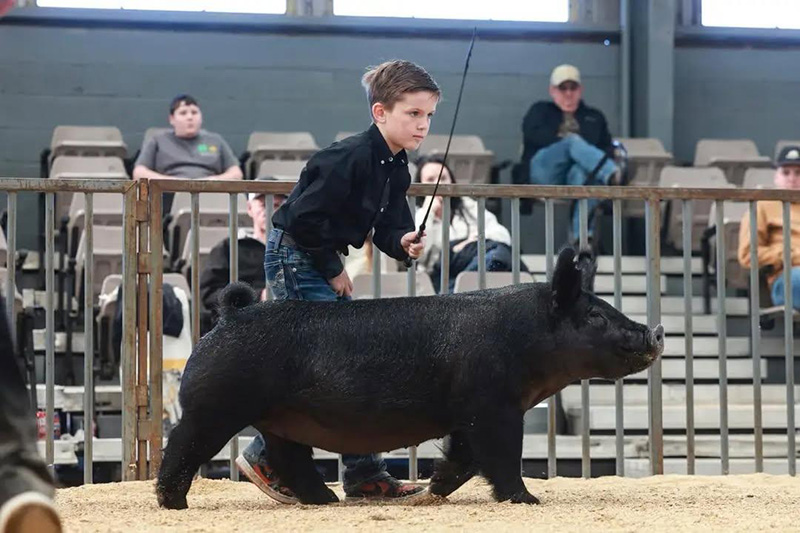 4TH OVERALL BREEDING GILT – 2026 Mississippi Youth Expo