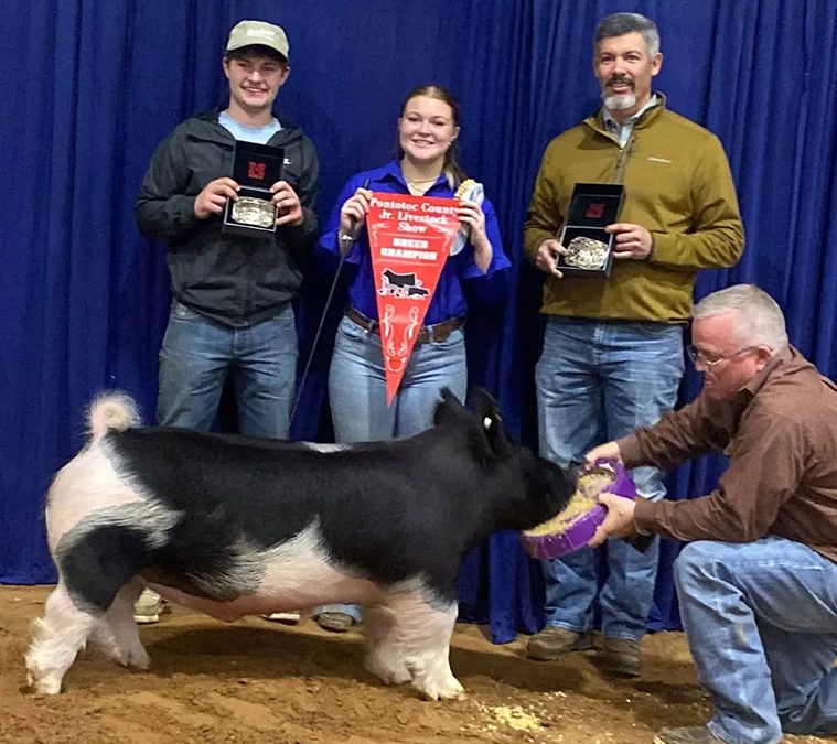 GRAND CHAMPION BARROW – 2026 Pontotoc County, OK