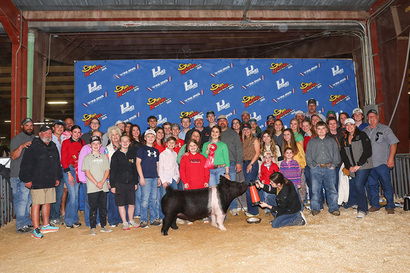 SECOND IN CLASS HAMPS – 2026 San Antonio Stock Show