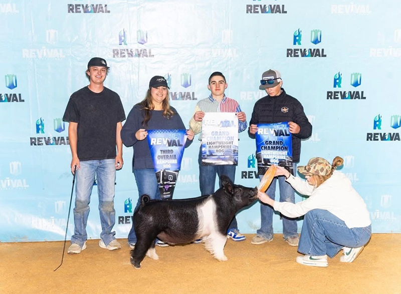 3rd OVERALL HAMP SHOW A, CHAMP LT HAMP SHOW A&B  – 2026 The Revival, CA