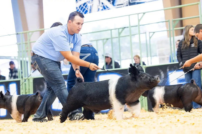 RESERVE LT WT HAMP SHOW B, 3RD OVERALL LT WT HAMP SHOW A –   2026 Revival Livestock Show, Ca