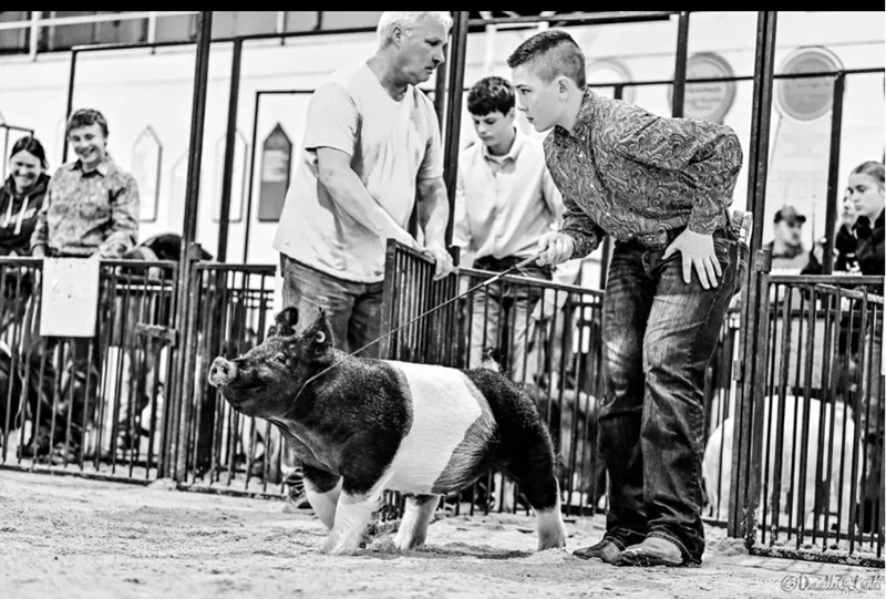 RESERVE CHAMPION DARK CROSS GILT RING B – 2026 Battle of the Buckeyes and Rick Wyer Show, Ohio